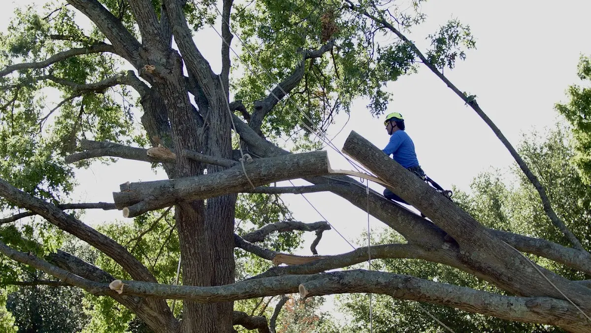 Professional Hazardous Tree Removal performed by certified arborists in New Bavaria